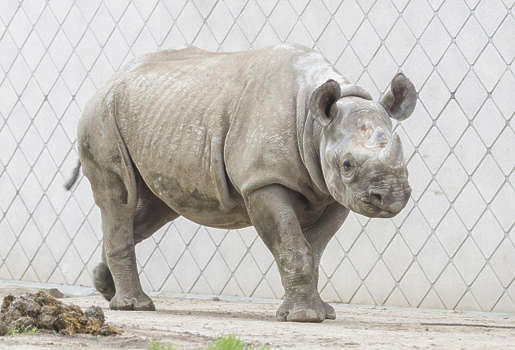 4,600+ Grey Rhino Stock Photos, Pictures & Royalty-Free Images