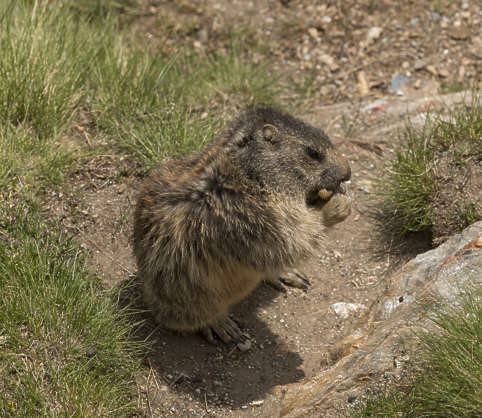 AnimalsVarious0077 - Free Background Texture - marmot squirrels animal ...