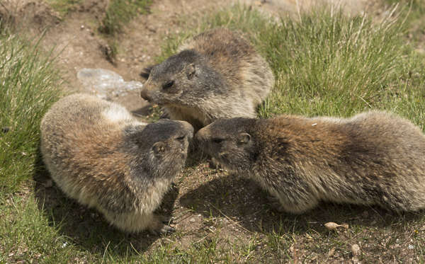 AnimalsVarious0077 - Free Background Texture - marmot squirrels animal ...