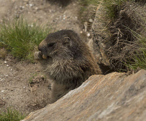 AnimalsVarious0077 - Free Background Texture - marmot squirrels animal ...