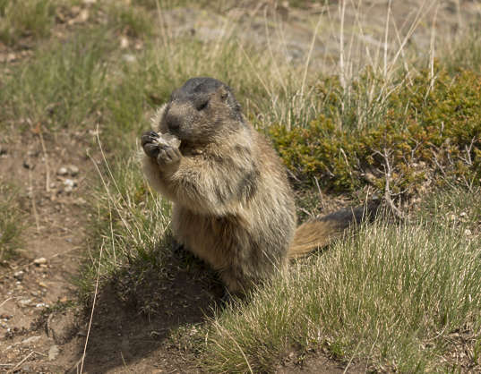 Animalsvarious0077 - Free Background Texture - Marmot Squirrels Animal 