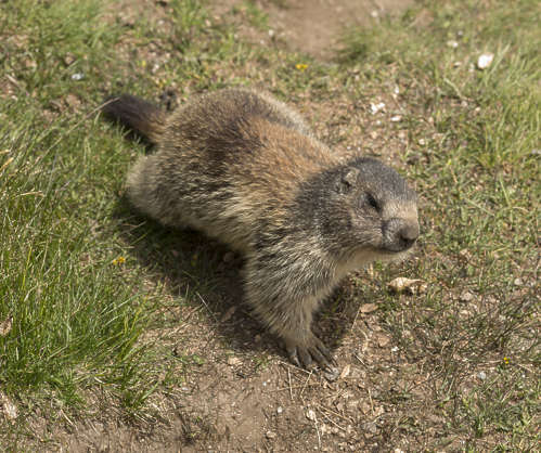 AnimalsVarious0077 - Free Background Texture - marmot squirrels animal ...