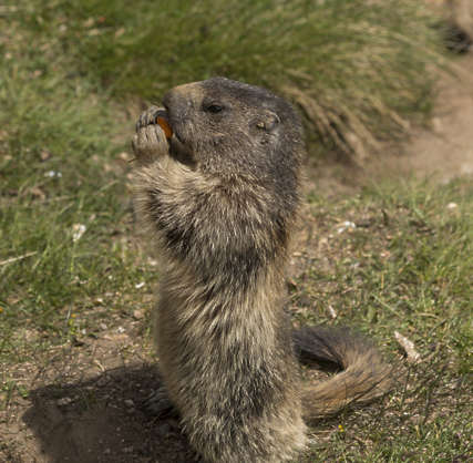 AnimalsVarious0077 - Free Background Texture - marmot squirrels animal ...