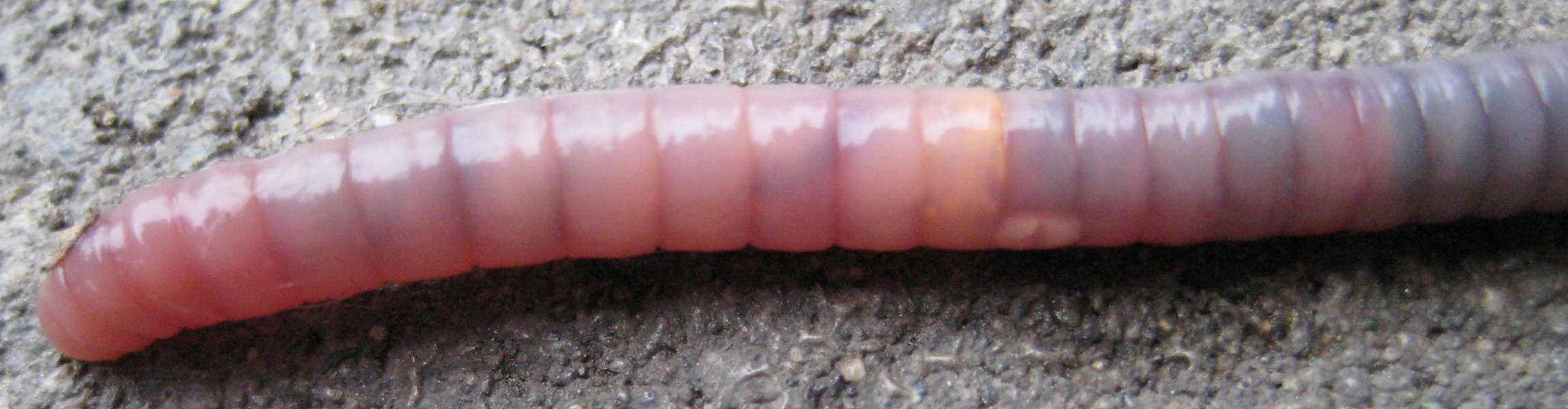AnimalsVarious0003 - Free Background Texture - animal worm earthworm pink