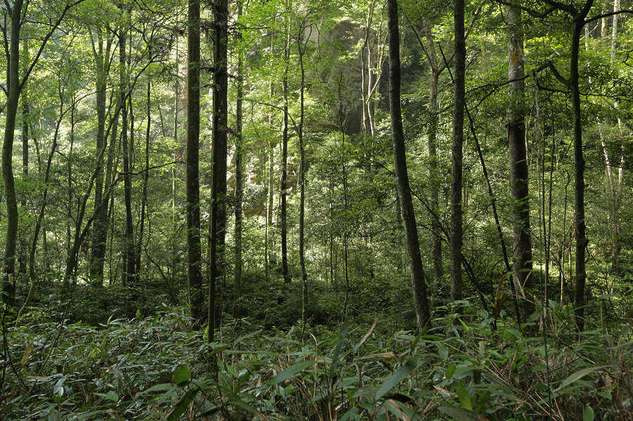 LandscapesGreen0094 - Free Background Texture - background forest trees