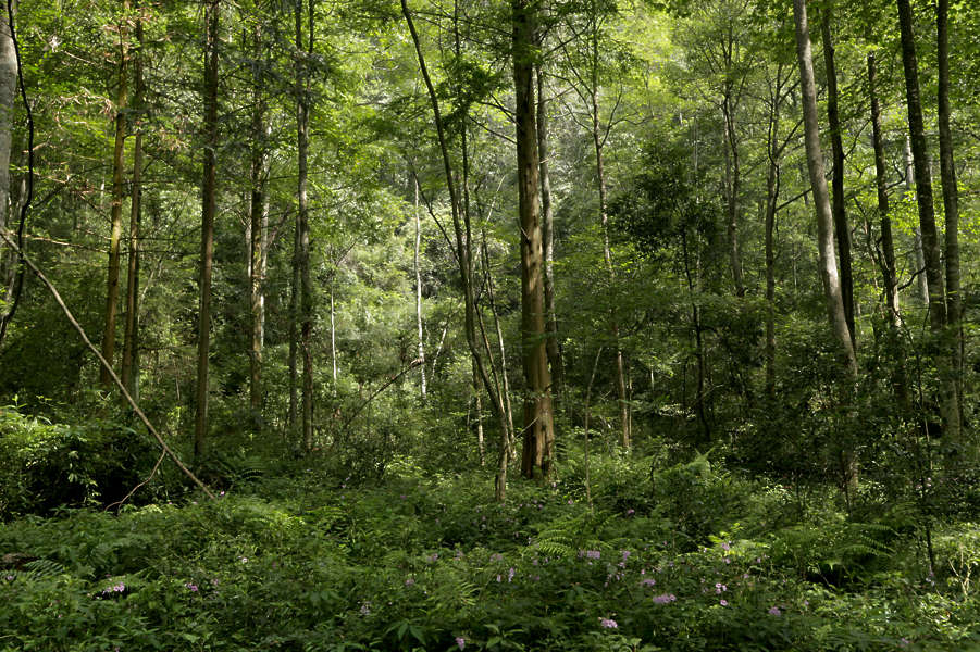 LandscapesGreen0097 - Free Background Texture - background forest trees