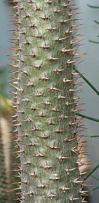 NatureDesert0058 - Free Background Texture - cactus desert plant thorn ...