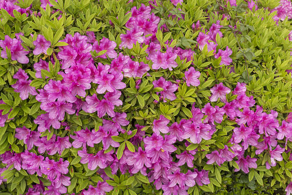 FlowerBeds0040 - Free Background Texture - flower flowers hedge leaves ...