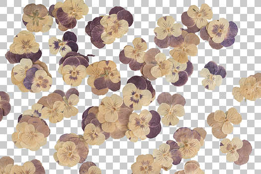 Isolated Pressed and dried White flower. Aesthetic scrapbooking Dry plants  27382505 PNG