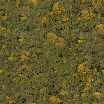 NatureForests0008 - Free Background Texture - forest trees decidious