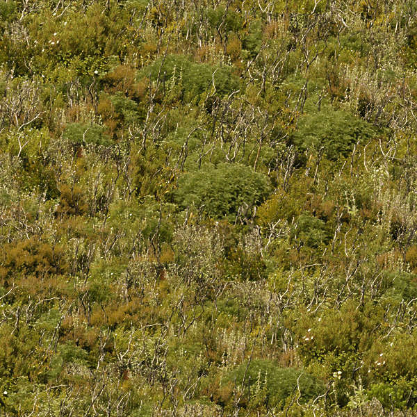 NatureForests0013 - Free Background Texture - forest trees decidious ...