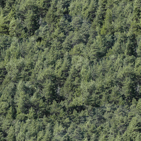 NatureForests0029 - Free Background Texture - forest trees pine green