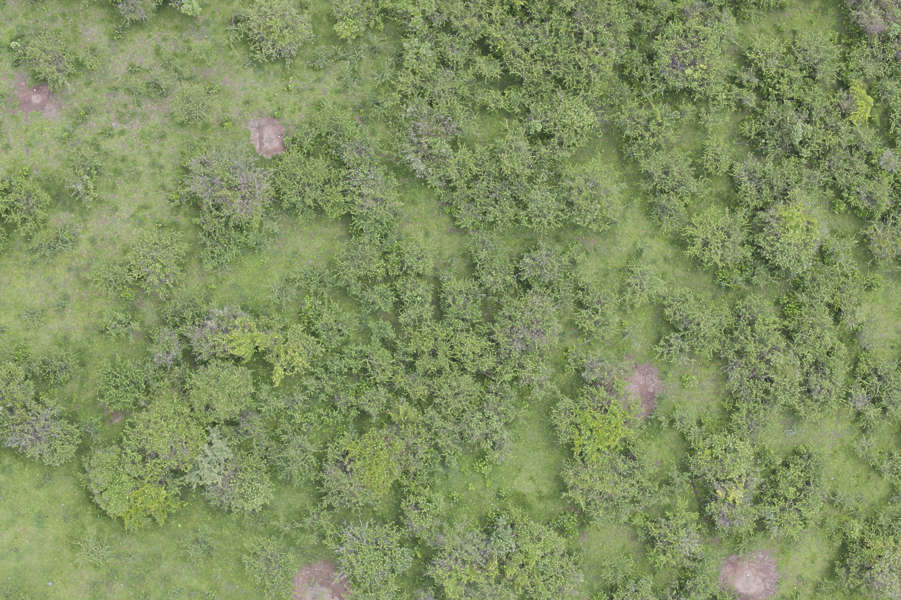 terrain tiles texture NatureForests0052 Background   Texture  aerial  Free