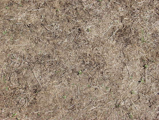 GrassDead0001 - Free Background Texture - grass dead short brown beige ...