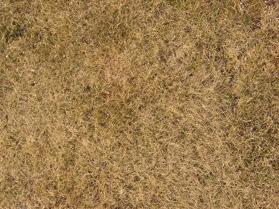 GrassDead0042 - Free Background Texture - grass dead dry short brown ...