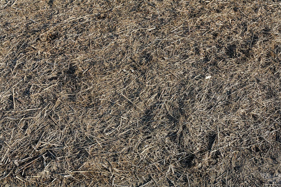 GrassDead0045 - Free Background Texture - grass dead short brown beige