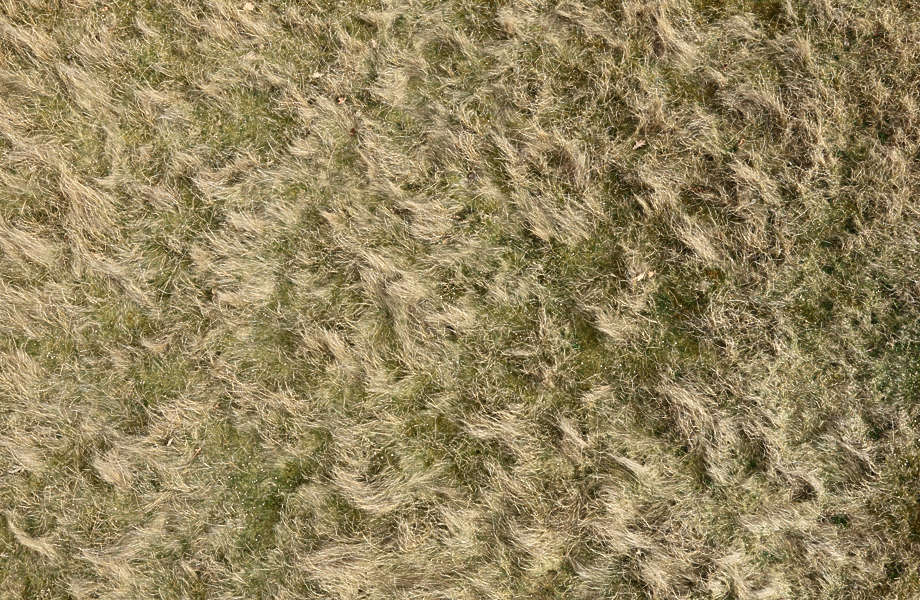 Grassdead0061 - Free Background Texture - Grass Dead Long Dry