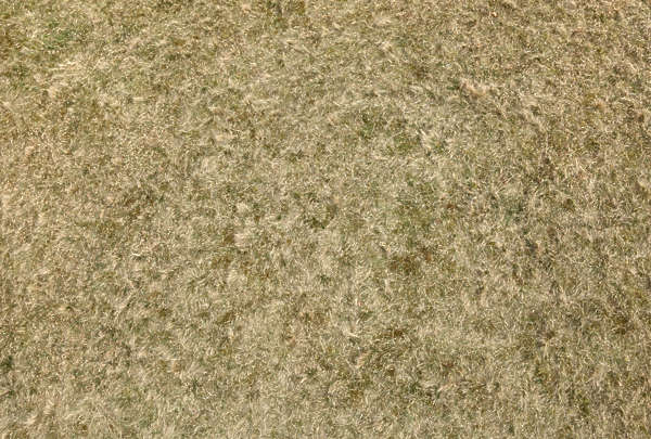 GrassDead0062 - Free Background Texture - dune coastal grass short dry ...