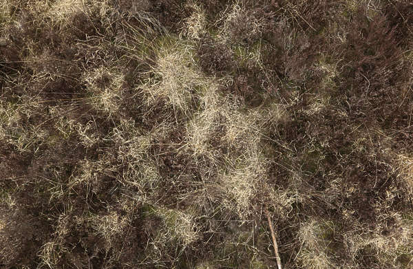 GrassDead0071 - Free Background Texture - groundplants groundcover ...