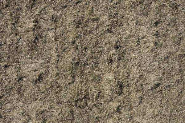 GrassDead0092 - Free Background Texture - aerial grass dead dry long ...