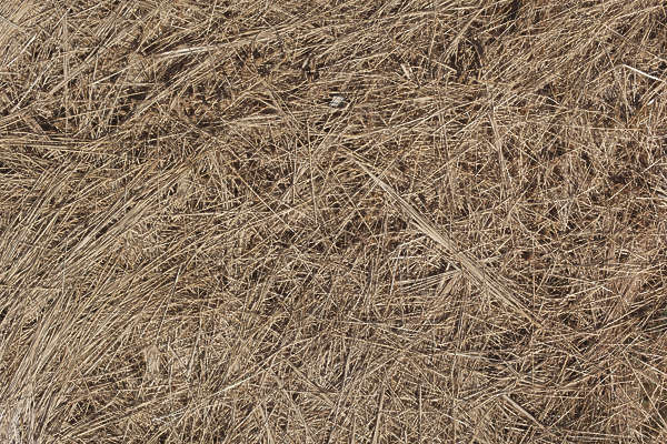 GrassDead0126 - Free Background Texture - grass dead long dry beige