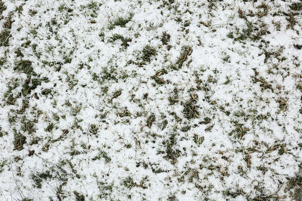 GrassFrozen0026 - Free Background Texture - snow ground grass green ...