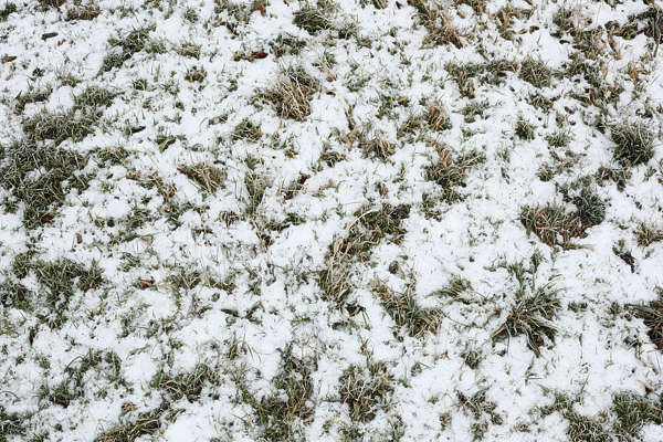 GrassFrozen0031 - Free Background Texture - snow ground grass green ...