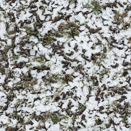 Grassfrozen0032 Free Background Texture Snow Ground Leaves Green White Light Seamless Seamlessx Seamlessy