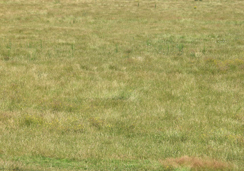 GrassTall0012 - Free Background Texture - grass tall long yellow green