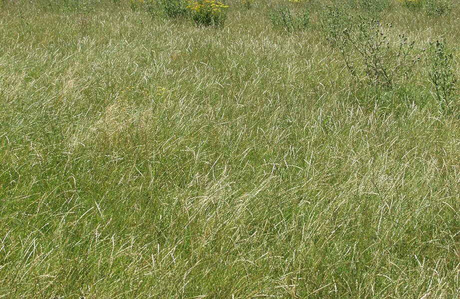 GrassTall0015 - Free Background Texture - grass tall long green