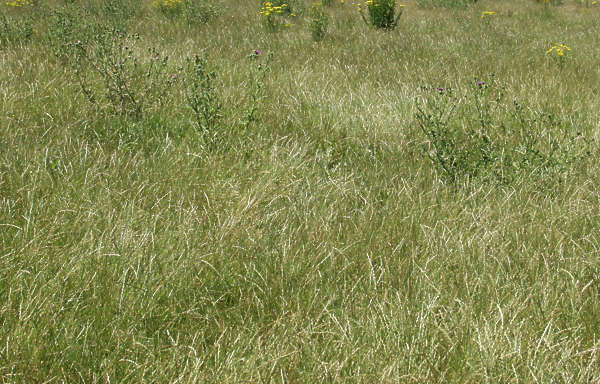 GrassTall0015 - Free Background Texture - grass tall long green