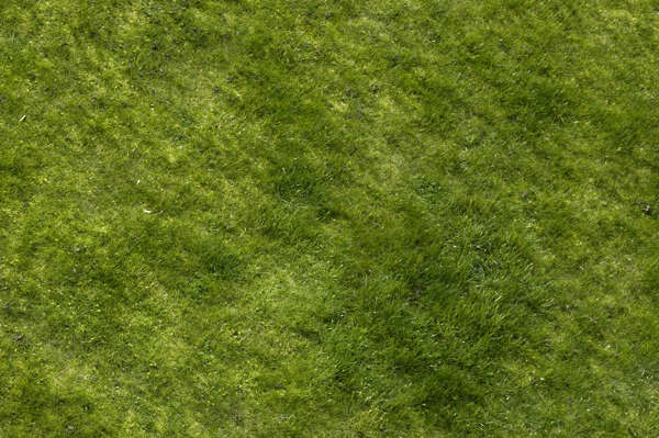 Grass0027 - Free Background Texture - grass short green saturated ...