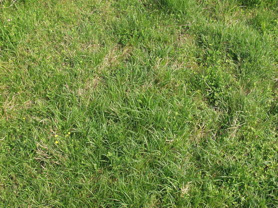 Grass0005 - Free Background Texture - grass short dry dead closeup ...