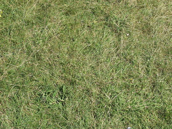 Grass0018 - Free Background Texture - grass short closeup dry dead ...