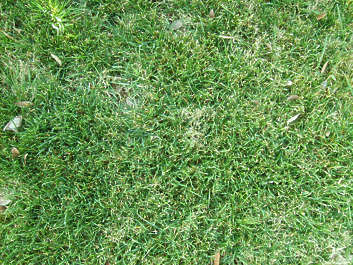 Grass0090