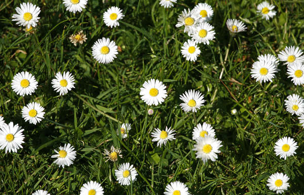 Grass0100 - Free Background Texture - grass short daisies daisy flowers ...