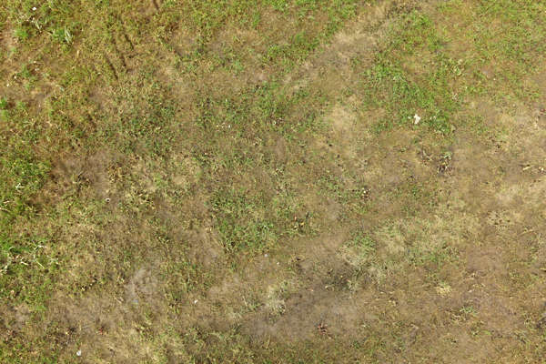 Grass0106 - Free Background Texture - grass short ground wet mud green