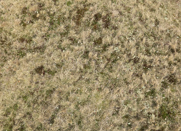 Grass0121 - Free Background Texture - dune coastal grass moss short dry ...