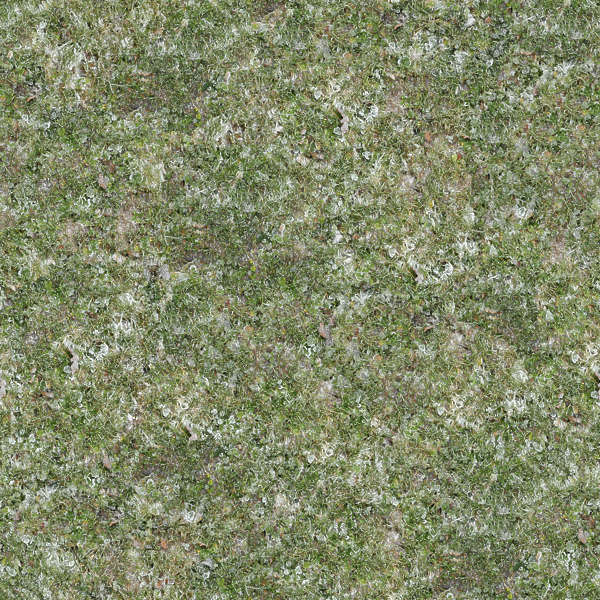 Grass0084 - Free Background Texture - grass ground frozen cold green