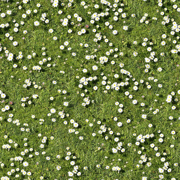 Grass0100 - Free Background Texture - grass short daisies daisy flowers ...