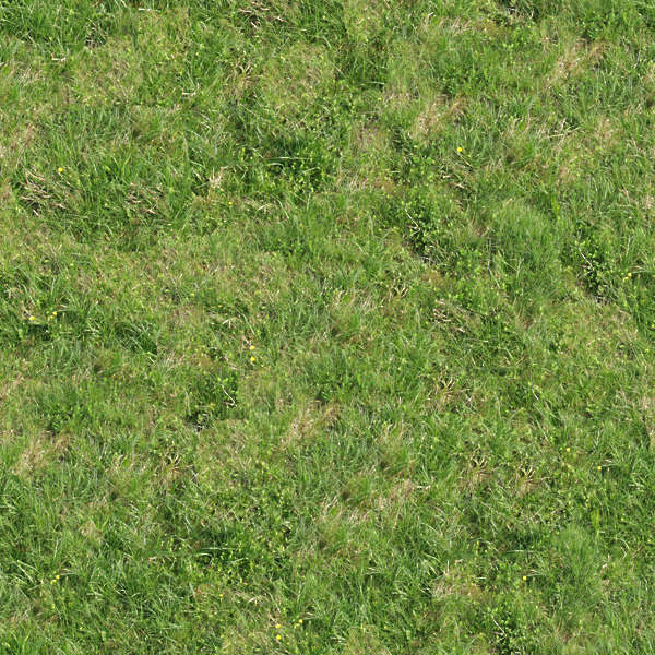 Grass0005 - Free Background Texture - grass short dry dead closeup ...