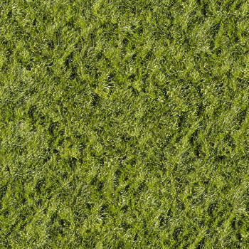 Grass Lawn Texture Background Images Pictures