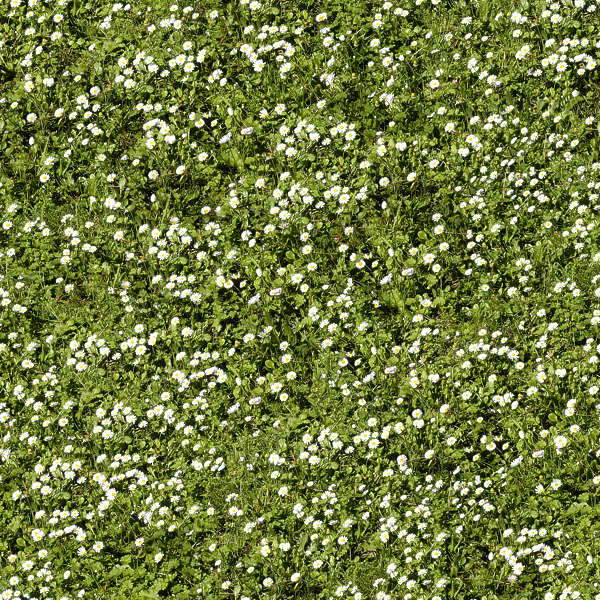 Grass0038 - Free Background Texture - grass short flowers green ...