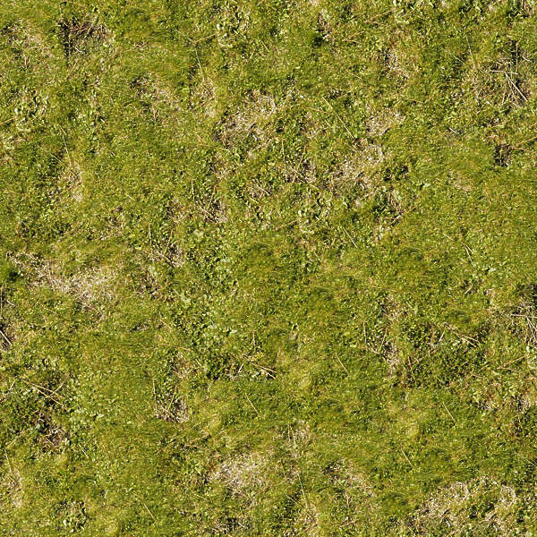 Grass0044 - Free Background Texture - grass short green saturated ...