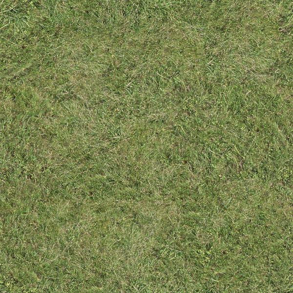 Grass0018 - Free Background Texture - Grass Short Closeup Dry Dead 