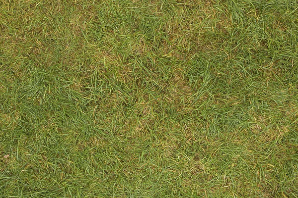 Grass0131 - Free Background Texture - grass short green beige seamless ...