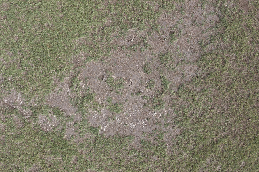 Grass0163 - Free Background Texture - aerial ground terrain grass short