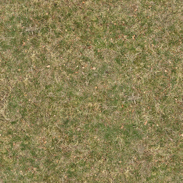 Grass0124 - Free Background Texture - grass short dry yellow green ...