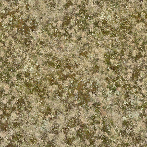 Grass0121 - Free Background Texture - dune coastal grass moss short dry