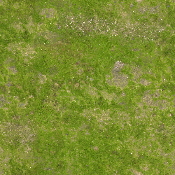 Grass0103 - Free Background Texture - ground grass green saturated
